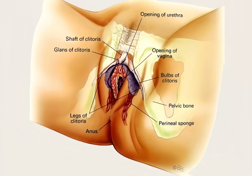 What Do Clitoral Orgasm And Vaginal Orgasm Feel Like?